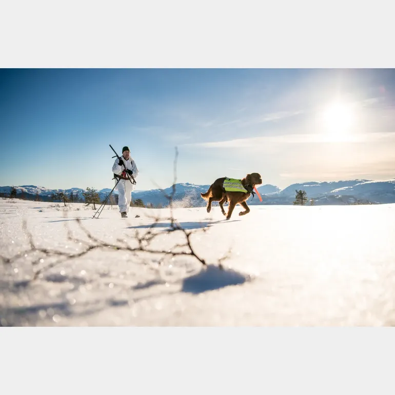 BC Skis Kongsvold Hunter 24/25, jaktskida senior - Tur - BC Skis Kongsvold Hunter 24/25, jaktskida senior