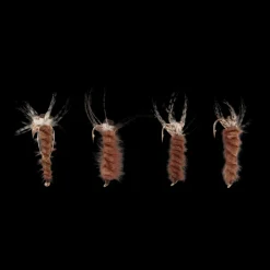 Evil Eye 4-pack, saltvattenflugor - Flugor - Evil Eye 4-pack, saltvattenflugor